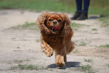 Fototapeta premium Happy dog