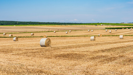 Fields of gold. Wheat fields in Puglia. Threshing