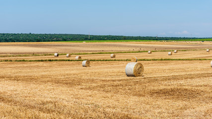 Fields of gold. Wheat fields in Puglia. Threshing