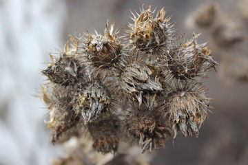 burdock