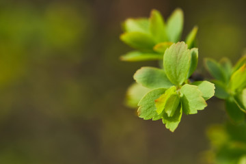 Fototapeta na wymiar close up of green blooming flowers on tree branch on blurred background with copy space