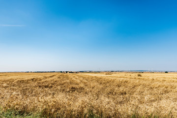 Fields of gold. Wheat fields in Puglia. Threshing