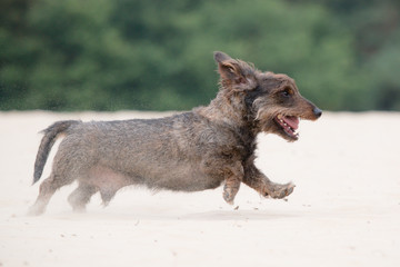 Dachshund running from left to right