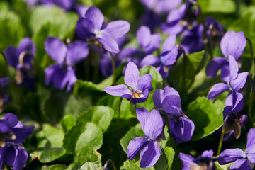 Obraz premium selective focus of blooming violets with green leaves in sunlight