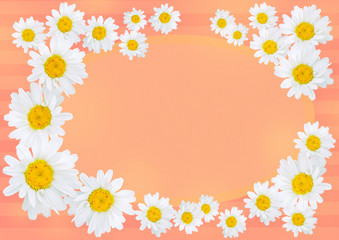 Oxeye daisies with a copy space on an orange and pink background arranged to form a frame or garland, colorful background, card concept