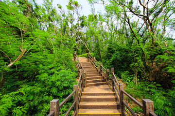 The staircase up the hill is in the forest.