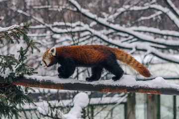 Red panda or lesser panda animal in winter conditions. Red Panda walking on snow or climbing a tree...