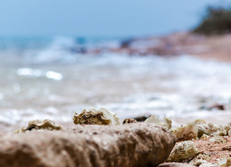 seashells on the sand on the beach against the backdrop of the sea close up