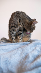 Striped cat licked itself