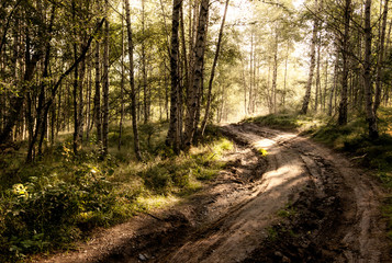 Fototapeta premium Forest of Trees illuminated by sun through fog, ferns covering the ground