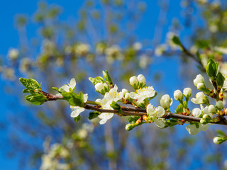spring plum blossom white flowers