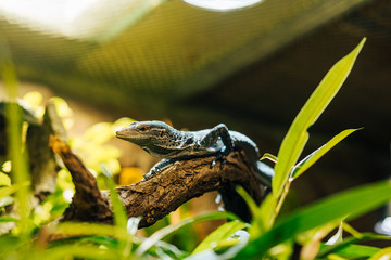 Green or emerald tree mintor (Varanus Prasinus) in a terrarium. Close up detail shot of a lizard.