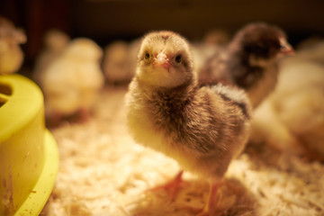 young tiny yellow chicken in incubator
