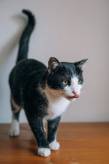 Obraz premium Funny cat