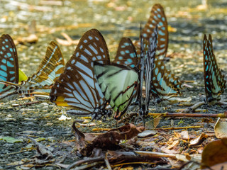 Beautiful on Butterfly with blur background and group of butterflies on surface ground. Insect world Bankrang camp, Phetchaburi province, Thailand National Park.