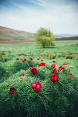 Steppe peonies
