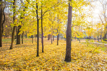 Fototapeta na wymiar Yellow maple trees in city park