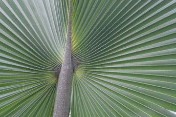 palm leaf background