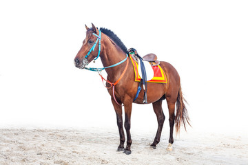 Red horse on beach sand 