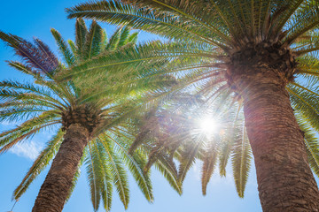 Fototapeta na wymiar Palm trees on blue sky background