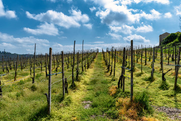 Fototapeta na wymiar Vineyards of Oltrepo Pavese in April