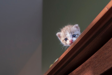 Kittens look down from high places. With fear and uncertainty