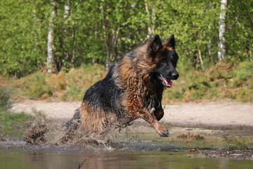 German Shepherd running in water