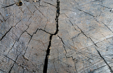 Old dirty tree cut close-up.