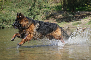 German Shepherd running through water