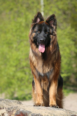 Portrait of a Shepherd