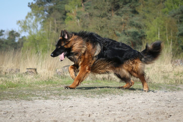Fototapeta na wymiar German Shepherd ready to run