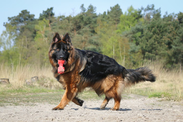 Happy German Shepherd dog