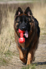 German Shepherd with tongue out