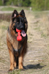 German Shepherd holding a toy