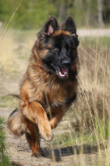 German Shepherd running along