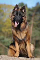 Young German Shepherd dog portrait