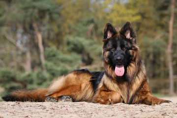 german shepherd dog