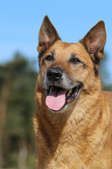Portrait of a senior Shepherd dog
