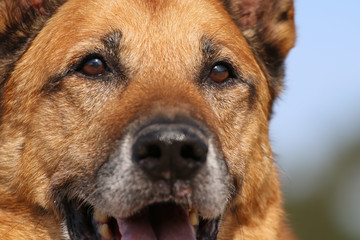Close up of an old Shepherd dog