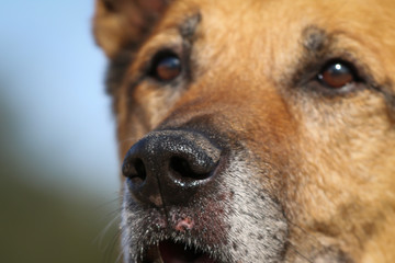 Nose of an old Shepherd dog