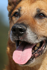 Close up of a senior Malinois mix