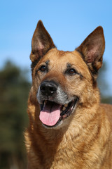Portrait of an old Malinois mix