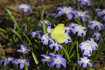 Gonepteryx rhamni, common brimstone butterfly on Glory-of-the-Snow flower at spring, Finland