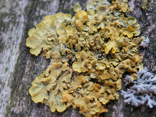 Fungus on wood close up top view