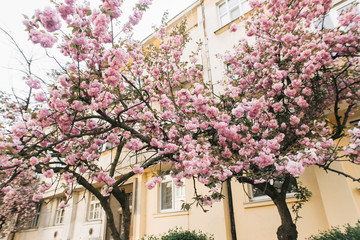 blossoming tree of sakura pink spring
