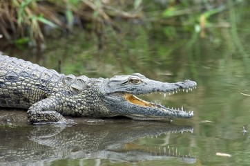 Crocodile