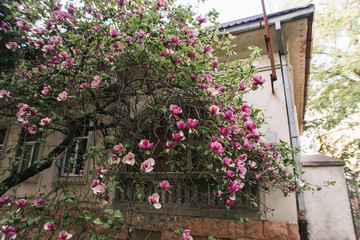 Fototapeta na wymiar blossoming tree of sakura pink spring
