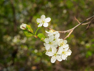 Beautiful plum blossom