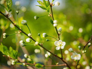 Beautiful plum blossom