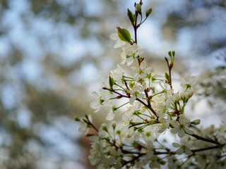 Beautiful plum blossom